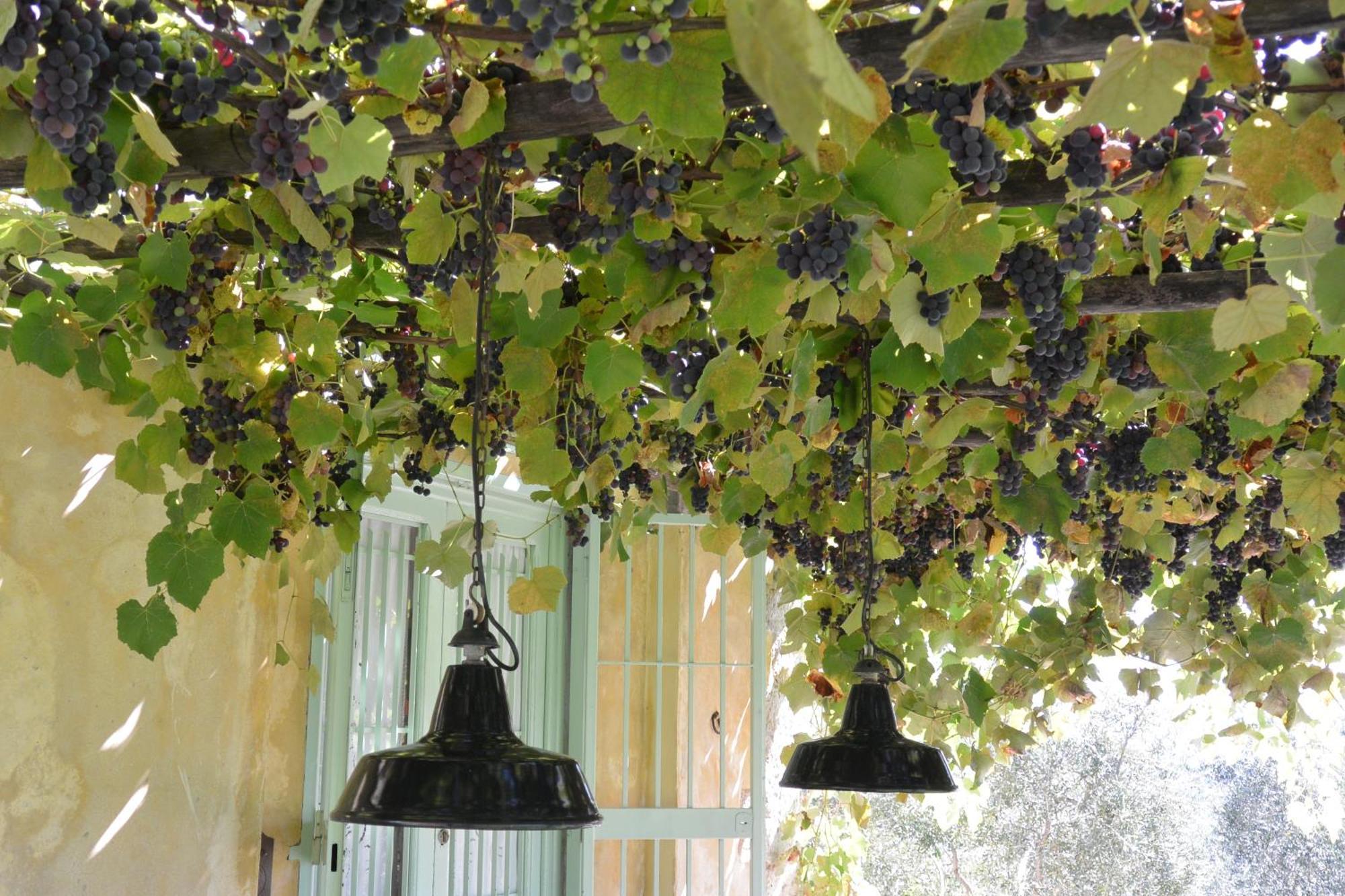 Azienda Agricola Fabbrica Di San Martino Pension Lucca Kamer foto