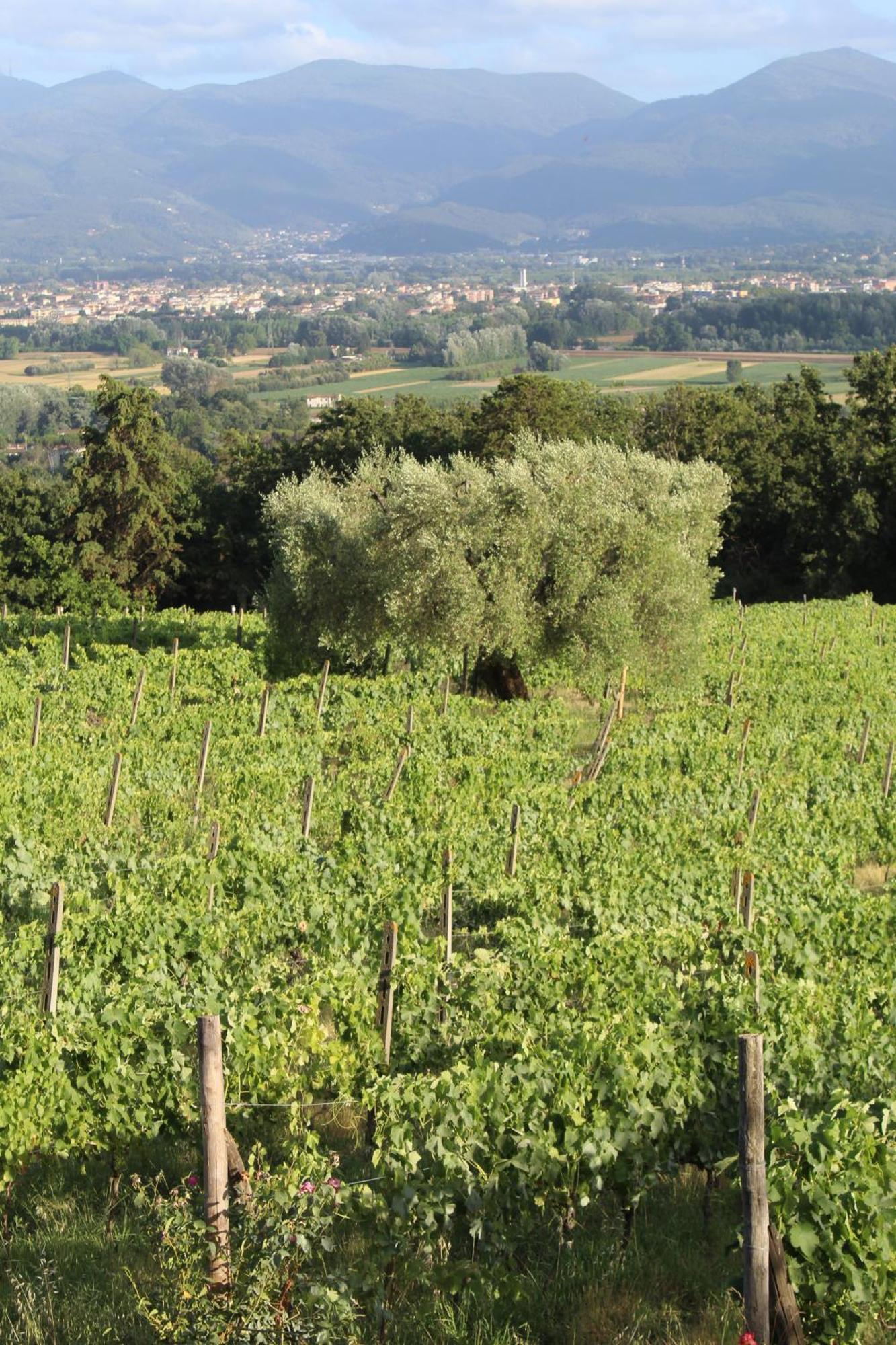 Azienda Agricola Fabbrica Di San Martino Pension Lucca Buitenkant foto