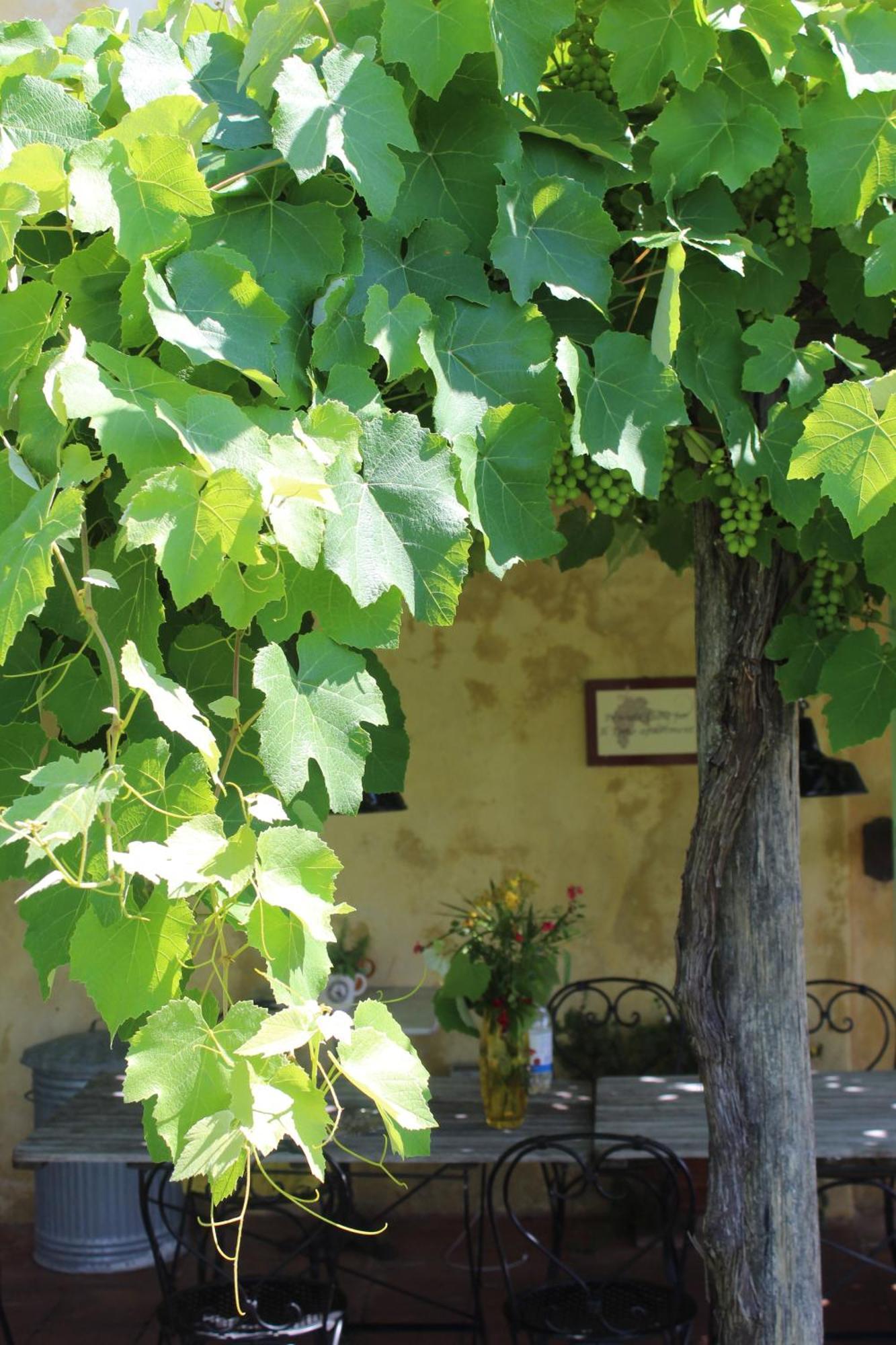 Azienda Agricola Fabbrica Di San Martino Pension Lucca Buitenkant foto